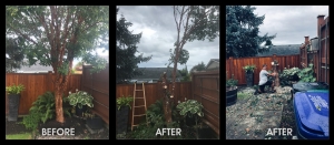 Arbutus tree removal